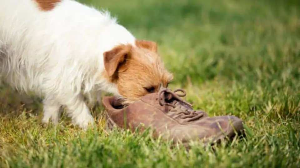 How to Get Dog Poop Smell Off Your Shoes