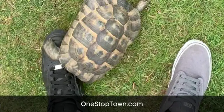 Why Do Turtles Attack Shoes?