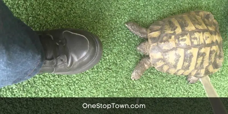 Why Do Turtles Hit Black Shoes