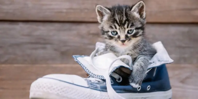 Why Do Cats Poop in Shoes?
