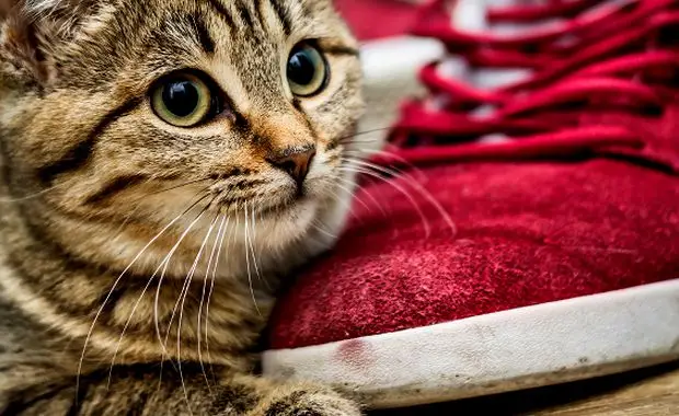 Why Do Cats Poop in Shoes?